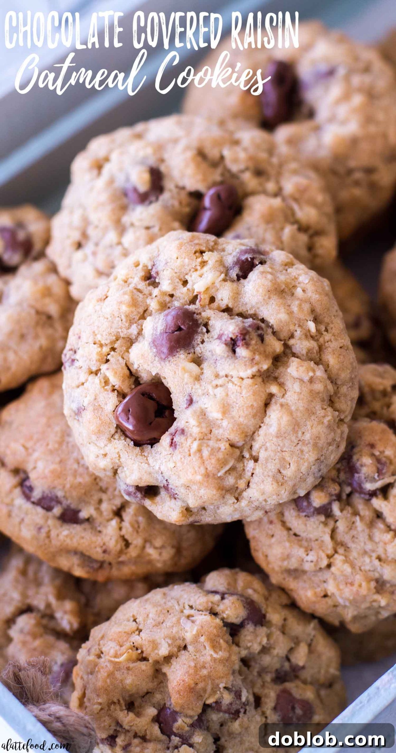 Overhead shot of freshly baked oatmeal chocolate covered raisin cookies, some with a dusting of powdered sugar, waiting to be devoured.