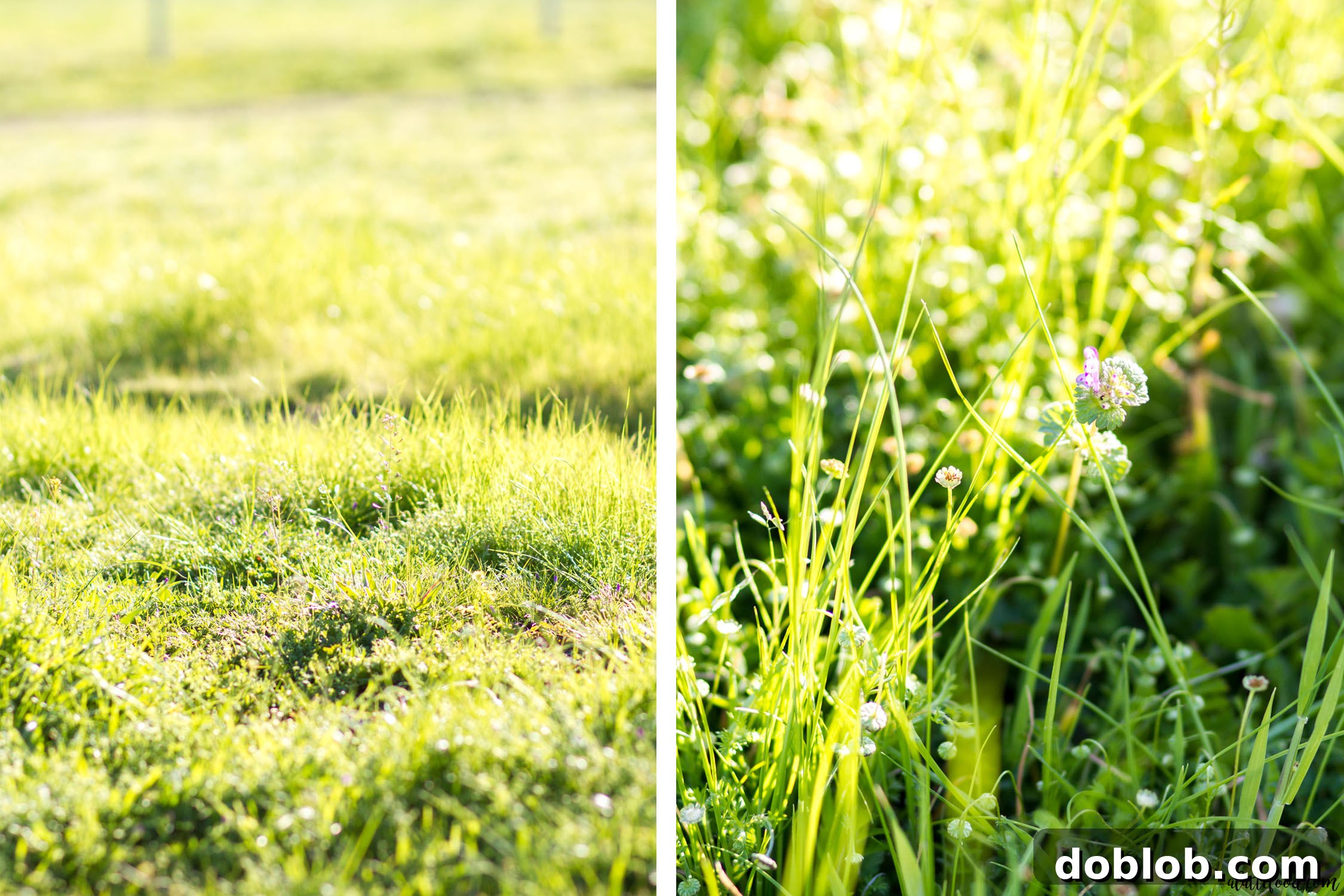 Weekend Cravings Meet Dunkin Donuts 3 Close-up of vibrant green grass and blooming wildflowers, capturing the essence of spring.