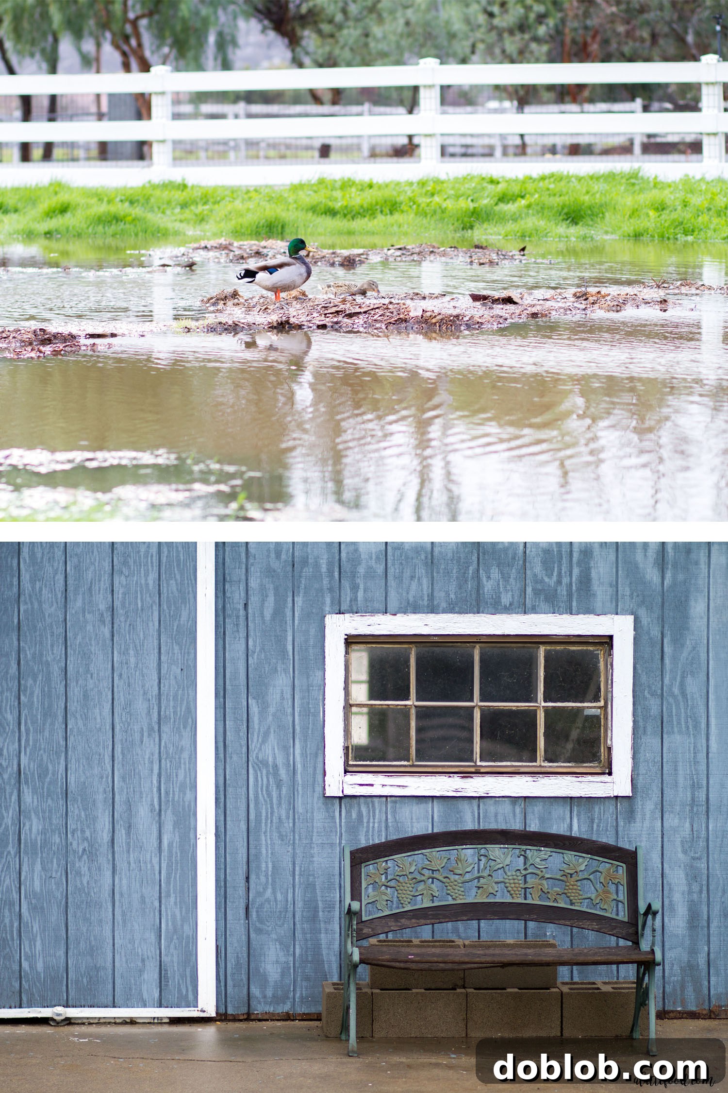 Weekend Cravings Meet Dunkin Donuts 7 Lush green landscape of a property after a heavy rainstorm, showing wet ground and vibrant vegetation.
